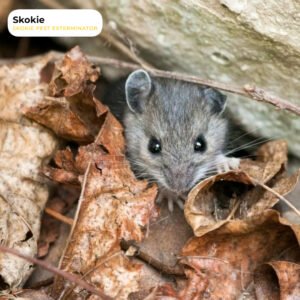 How Do I Keep Mice Out of My House During The Winter?