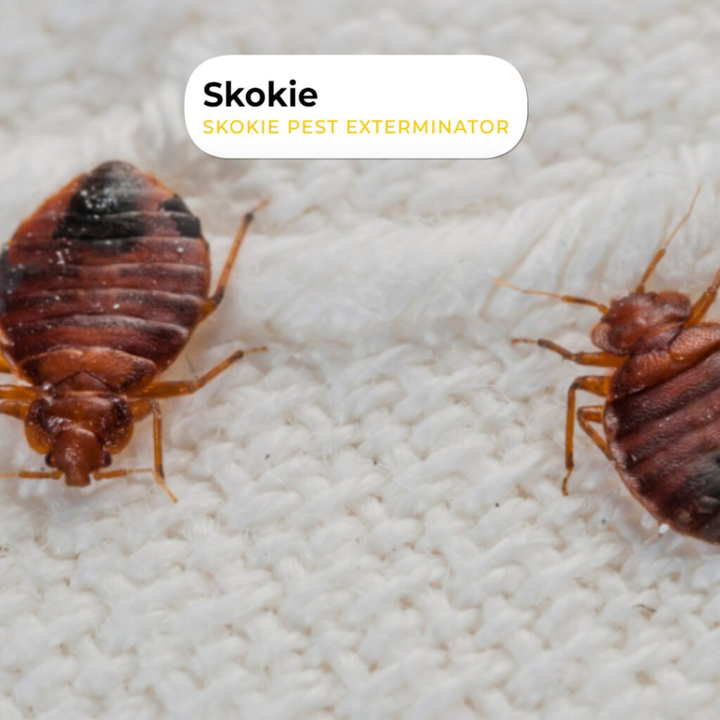 How Does Pest Control Get Rid of Bed Bugs?